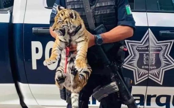 Encuentran un tigre cachorro en la cajuela de un vehículo en Querétaro