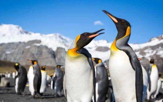 Pingüinos reales enfrentan amenaza del cambio climático