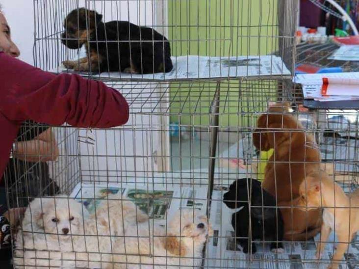 Nuevo León prohibirá la venta de perros y gatos en tiendas a partir de mayo de 2023 Nuevo León prohibirá la venta de perros y gatos en tiendas a partir de mayo de 2023