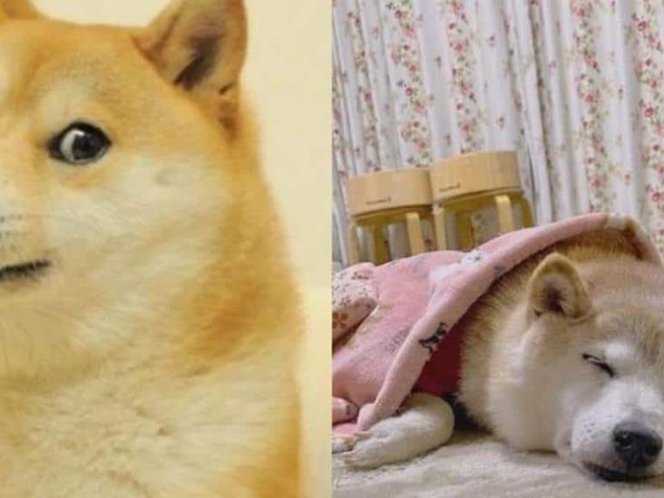 Doge, el lomito famoso en Internet, está grave: ¿cuál es su enfermedad? Doge, el lomito famoso en Internet, está grave: ¿cuál es su enfermedad?