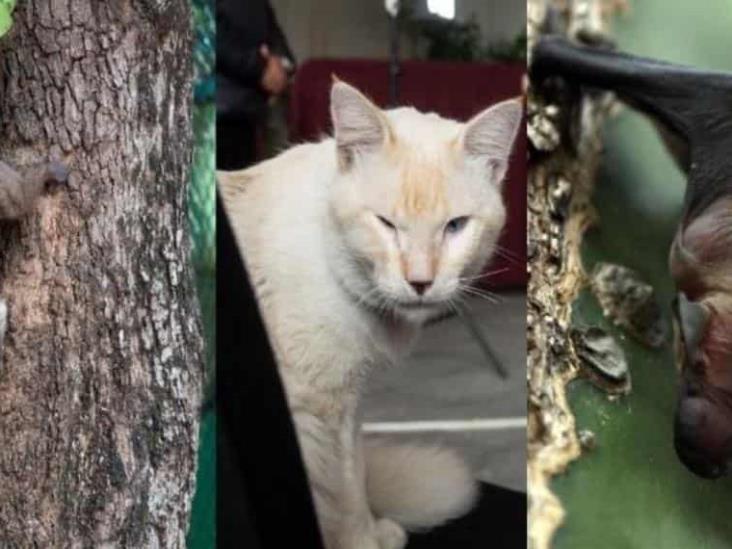 Esto se sabe de los casos de rabia en México: ¿Qué es y cómo se transmite la enfermedad desde murciélagos y otros animales? Esto se sabe de los casos de rabia en México: ¿Qué es y cómo se transmite la enfermedad desde murciélagos y otros animales?