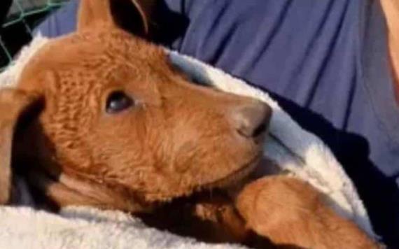 Rescatan a perrita que estuvo atrapada por más de un día en un pozo de Yucatán