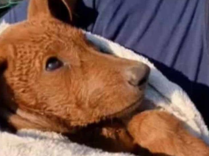 Rescatan a perrita que estuvo atrapada por más de un día en un pozo de Yucatán Rescatan a perrita que estuvo atrapada por más de un día en un pozo de Yucatán