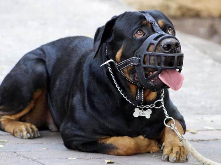 Perro, asustado por cohetones, atacó a dos niños en Altamira Perro, asustado por cohetones, atacó a dos niños en Altamira