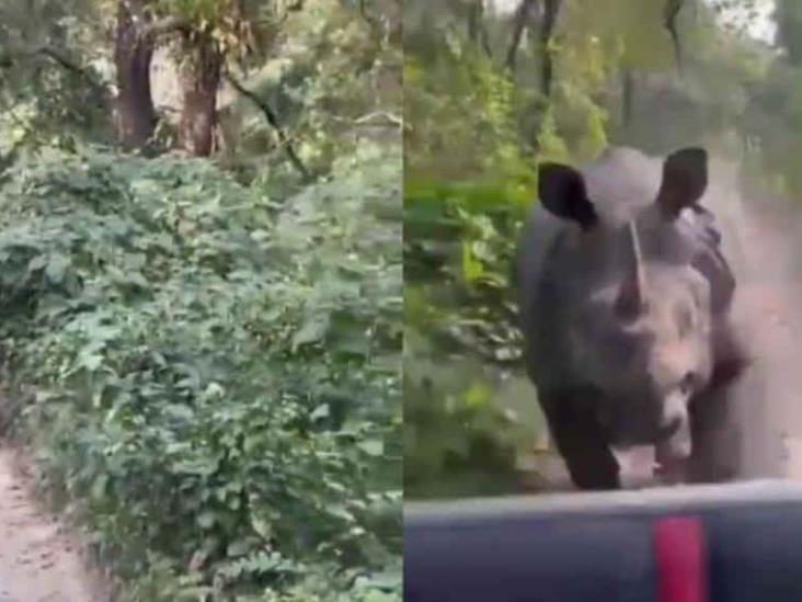¡De terror! Rinoceronte persigue a turistas en un safari de la India ¡De terror! Rinoceronte persigue a turistas en un safari de la India