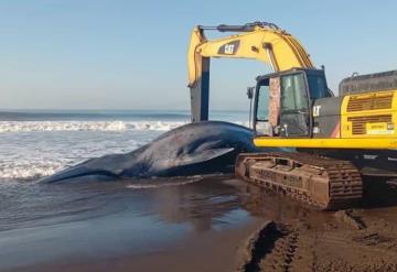 Hallan muerta a ballena azul de 12 metros en playa de Guatemala