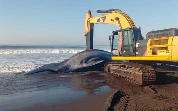 Hallan muerta a ballena azul de 12 metros en playa de Guatemala