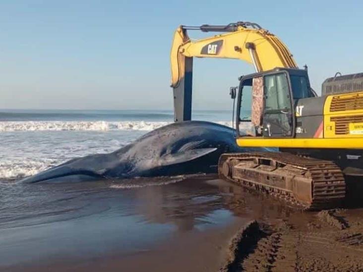 Hallan muerta a ballena azul de 12 metros en playa de Guatemala Hallan muerta a ballena azul de 12 metros en playa de Guatemala