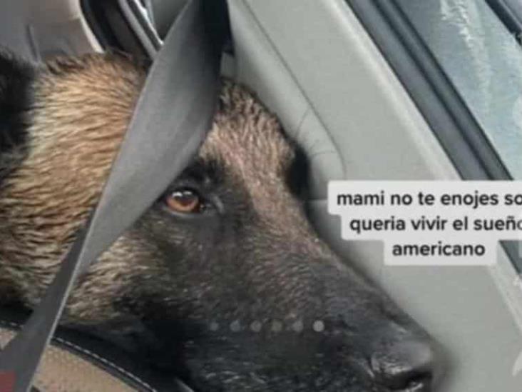 Por pirotecnia, perrita huye de Baja California y termina en Estados Unidos Por pirotecnia, perrita huye de Baja California y termina en Estados Unidos