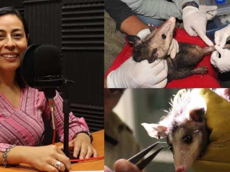 Los tlacuaches han logrado persistir a los diversos desafíos que enfrenta su ambiente Los tlacuaches han logrado persistir a los diversos desafíos que enfrenta su ambiente