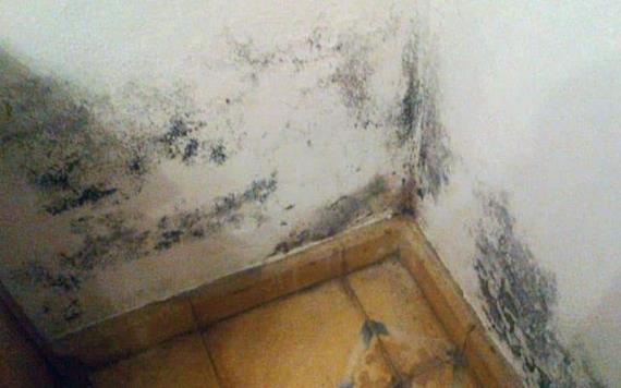 Muere niño de 2 años por inhalar moho de su casa en Reino Unido 