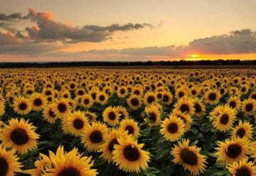 ¿Qué significa que tu pareja te regale girasoles?