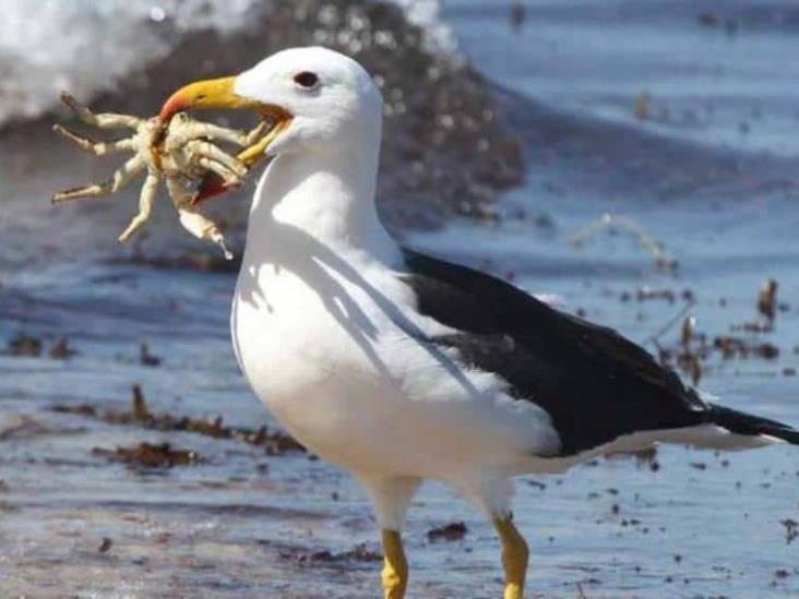 Isla planea sacrificar a decenas de roedores y gatos para salvar huevos de albatros Isla planea sacrificar a decenas de roedores y gatos para salvar huevos de albatros