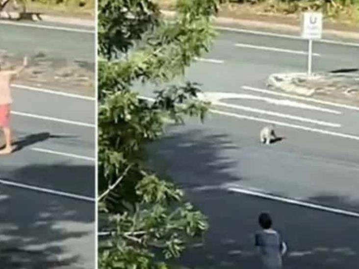 Hombre detiene el tráfico para que un koala pueda cruzar la carretera en Australia Hombre detiene el tráfico para que un koala pueda cruzar la carretera en Australia