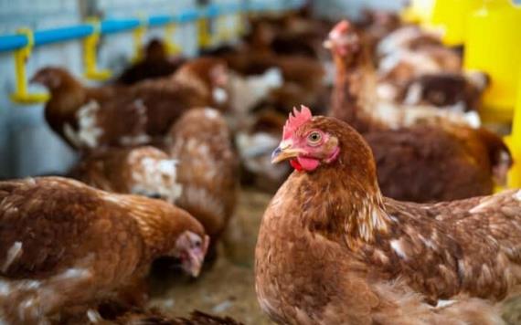 Reportan primer caso de influenza aviar en humanos en Ecuador