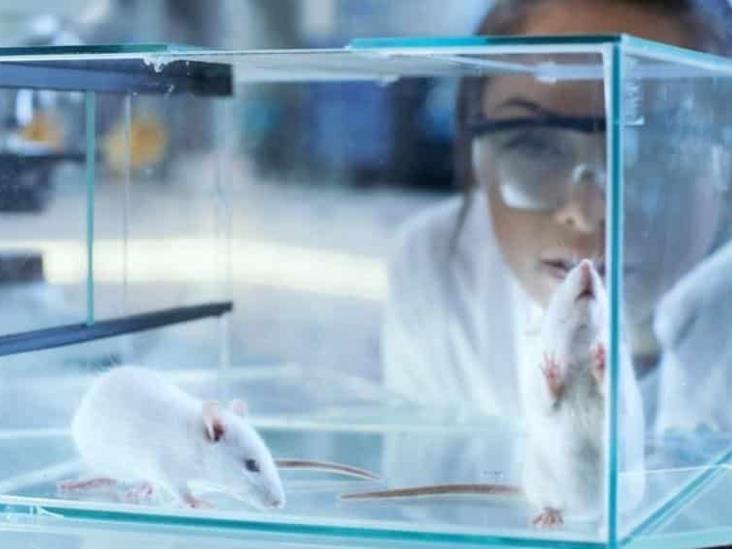 Científicos de Estados Unidos revierten el envejecimiento en ratones Científicos de Estados Unidos revierten el envejecimiento en ratones
