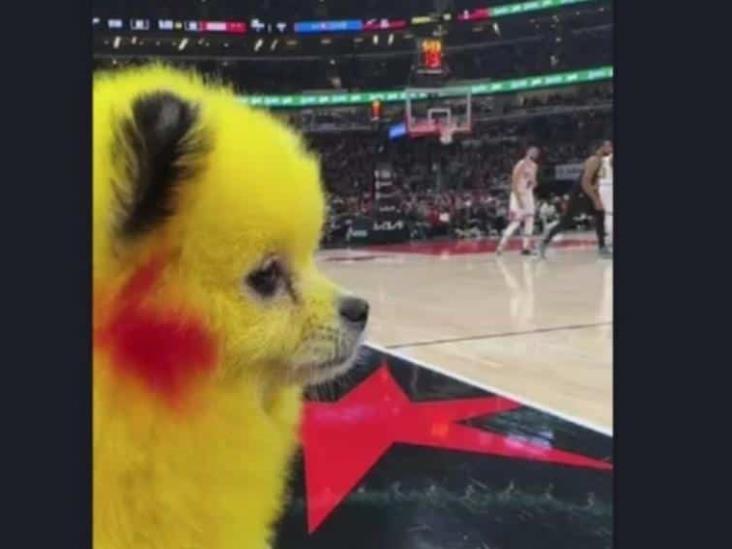 Le tiñó el pelo a su mascota y se metió en un problemón Le tiñó el pelo a su mascota y se metió en un problemón