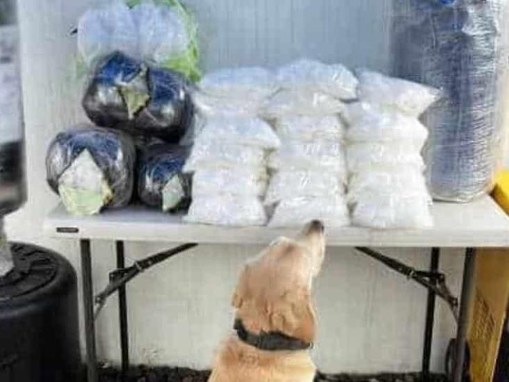 Perro descubre cargamento de droga durante operativo de la GN Perro descubre cargamento de droga durante operativo de la GN