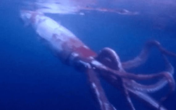 Buceadores filman calamar gigante en el mar frente a costa de Japón