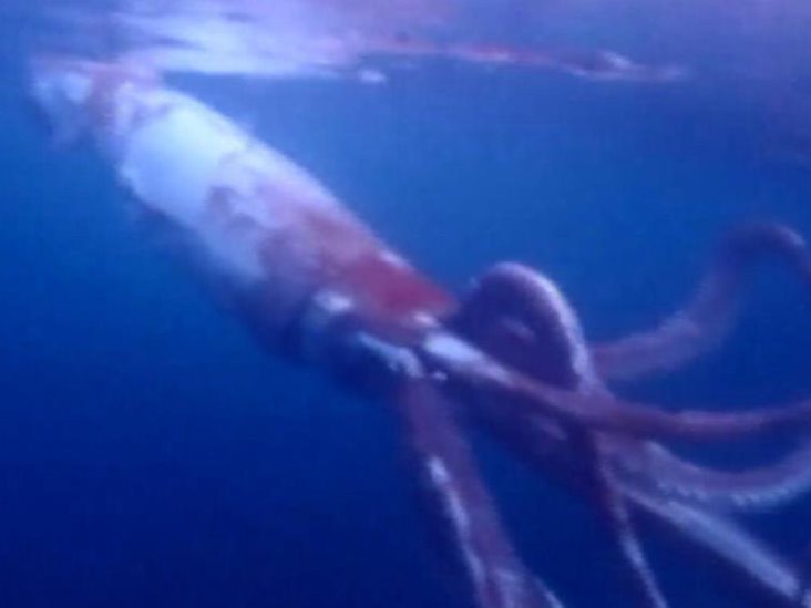 Buceadores filman calamar gigante en el mar frente a costa de Japón Buceadores filman calamar gigante en el mar frente a costa de Japón