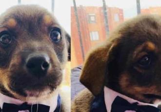 Dejan plantado a perrito el día de su adopción; conmovedora foto ya es viral