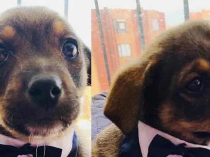 Dejan plantado a perrito el día de su adopción; conmovedora foto ya es viral Dejan plantado a perrito el día de su adopción; conmovedora foto ya es viral
