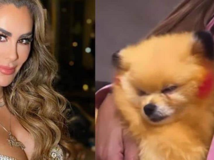 Ninel Conde presume perrito pintado como Pikachu y la critican por maltrato Ninel Conde presume perrito pintado como Pikachu y la critican por maltrato