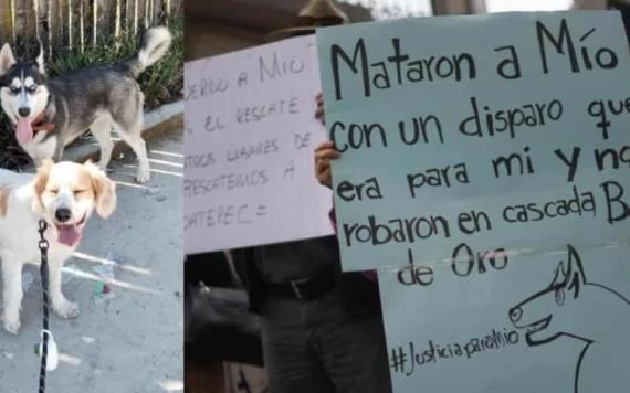 Perrito muere baleado tras defender a su dueña en Veracruz