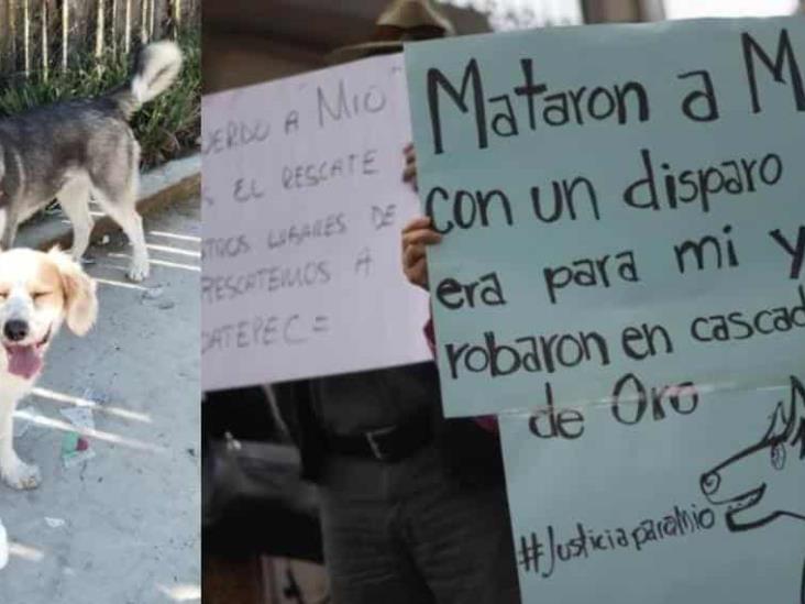 Perrito muere baleado tras defender a su dueña en Veracruz Perrito muere baleado tras defender a su dueña en Veracruz