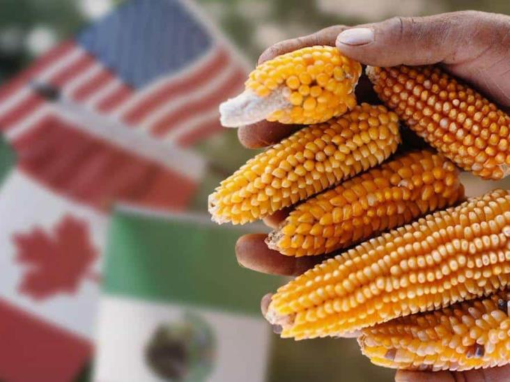 Restricciones al maíz tienen a México y EEUU en posible choque comercial Restricciones al maíz tienen a México y EEUU en posible choque comercial