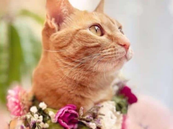 Dueña revela que su gatita influencer ganó casi un millón de pesos en 2022 gracias a sus redes sociales Dueña revela que su gatita influencer ganó casi un millón de pesos en 2022 gracias a sus redes sociales