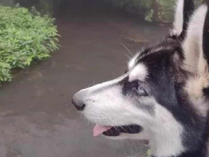 Muere perrito al defender a su dueña de asalto en Veracruz Muere perrito al defender a su dueña de asalto en Veracruz