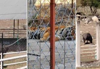 FGR asegura un tigre de bengala, búfalos y avestruces en Jalisco