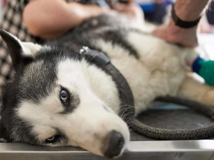 Husky contrae rabia; mantienen en aislamiento a una familia Husky contrae rabia; mantienen en aislamiento a una familia