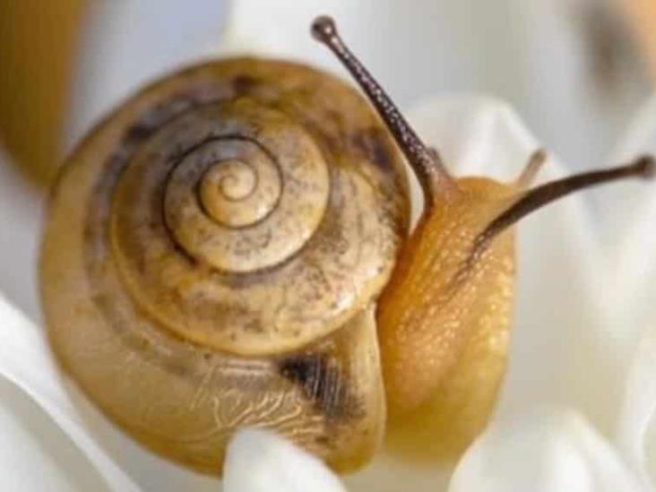 Crean gel con moco de caracol que sirve para curar heridas y lesiones Crean gel con moco de caracol que sirve para curar heridas y lesiones