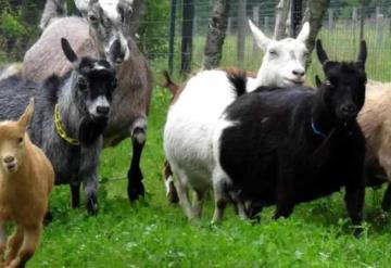 Zoológico de Chilpancingo cocinó cuatro cabras para su festejo de Año Nuevo