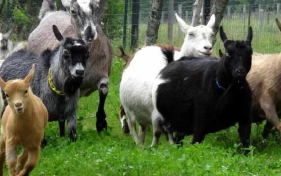Zoológico de Chilpancingo cocinó cuatro cabras para su festejo de Año Nuevo