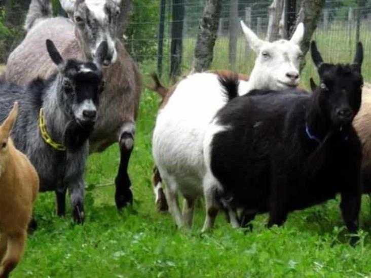 Zoológico de Chilpancingo cocinó cuatro cabras para su festejo de Año Nuevo Zoológico de Chilpancingo cocinó cuatro cabras para su festejo de Año Nuevo