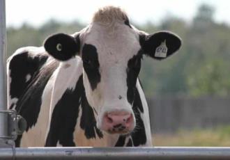 Holanda registra caso de vaca loca en una granja