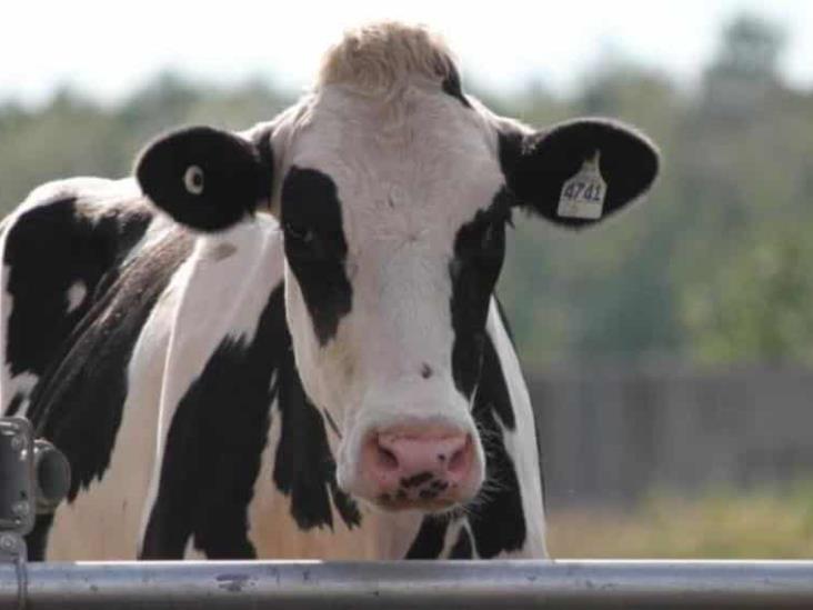 Holanda registra caso de vaca loca en una granja Holanda registra caso de vaca loca en una granja