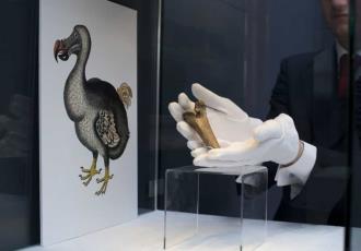 Con ADN de las palomas planean revivir al extinto pájaro Dodo