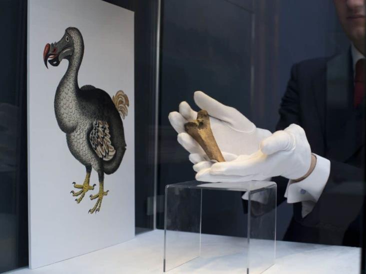 Con ADN de las palomas planean revivir al extinto pájaro Dodo Con ADN de las palomas planean revivir al extinto pájaro Dodo