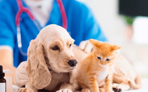 Señales que te pueden alertar para saber si tu mascota se siente mal y debes llevarlo al veterinario