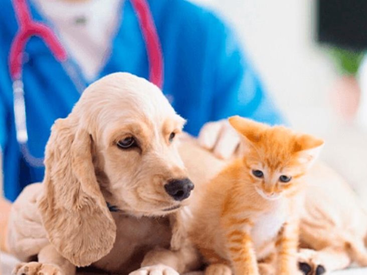 Señales que te pueden alertar para saber si tu mascota se siente mal y debes llevarlo al veterinario Señales que te pueden alertar para saber si tu mascota se siente mal y debes llevarlo al veterinario