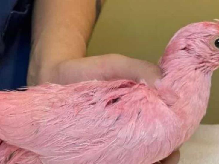 Rescatan a paloma pintada de rosa; fue usada en fiesta de revelación Rescatan a paloma pintada de rosa; fue usada en fiesta de revelación