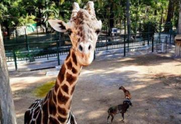 Profepa interpondrá denuncia ante FGR por irregularidades en Zoológico de Guerrero