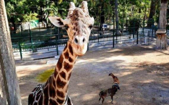 Profepa interpondrá denuncia ante FGR por irregularidades en Zoológico de Guerrero