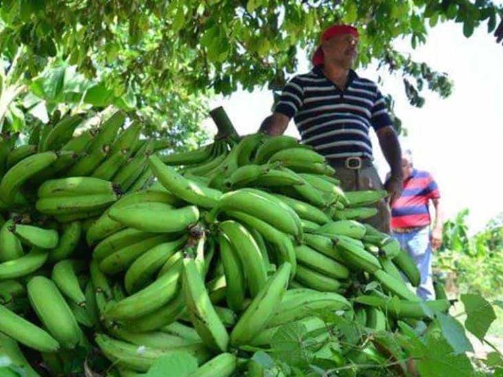 Sector platanero en riesgo por déficit en la producción Sector platanero en riesgo por déficit en la producción