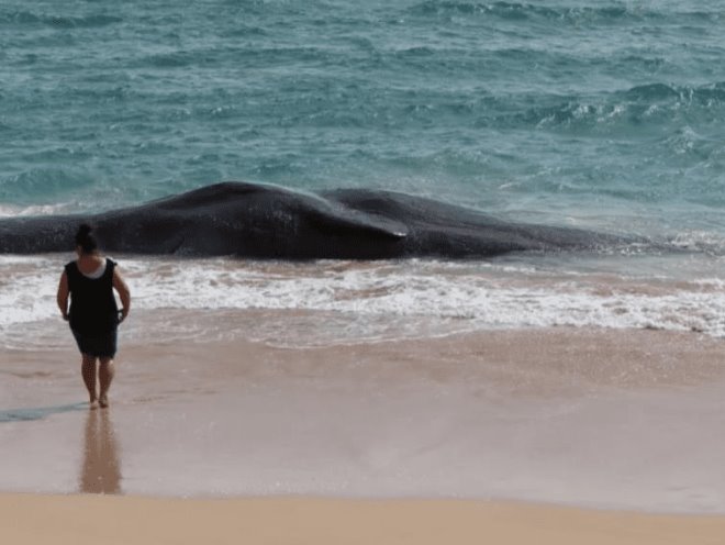 Ballena muerta en Hawai tenía plástico en el estómago Ballena muerta en Hawai tenía plástico en el estómago