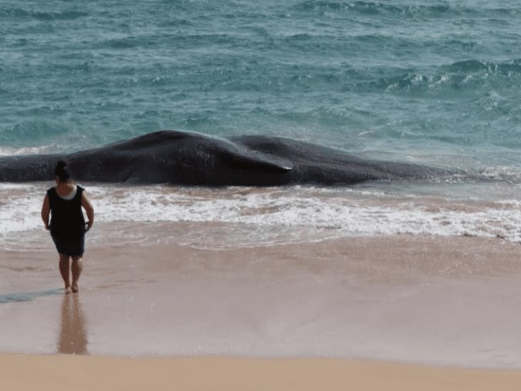 Ballena muerta en Hawai tenía plástico en el estómago Ballena muerta en Hawai tenía plástico en el estómago